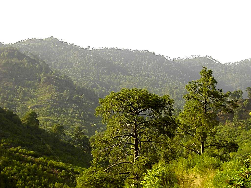 Green hills of Murree