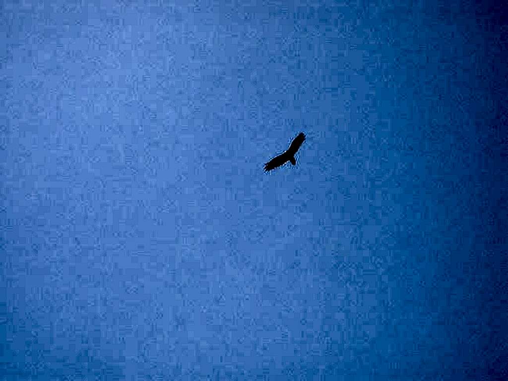 The requisite buzzard soaring...