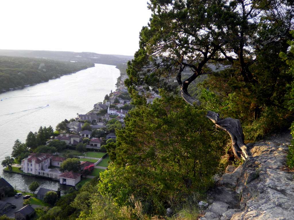 Cedar clinging to Mount Bonnell
