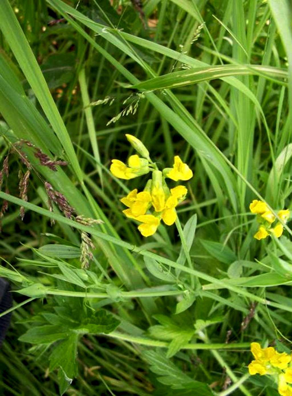 Meadow Vetchling...