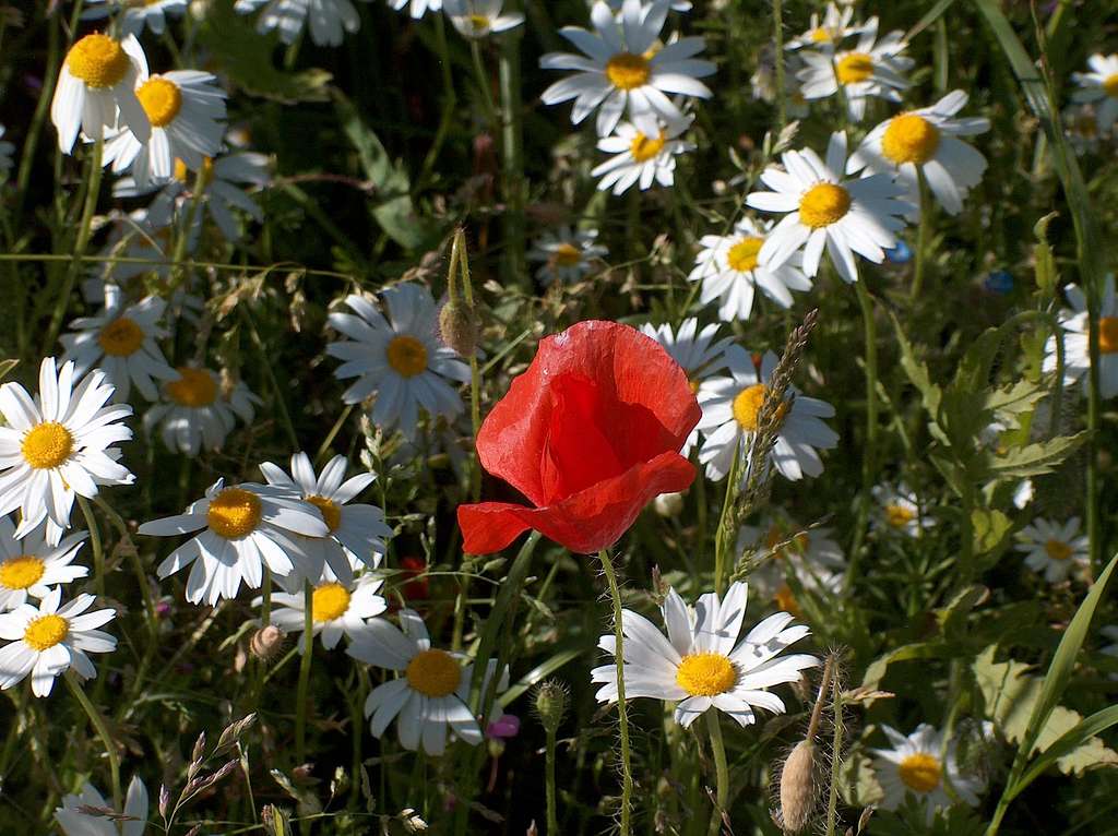 Flora in Jasmund national park