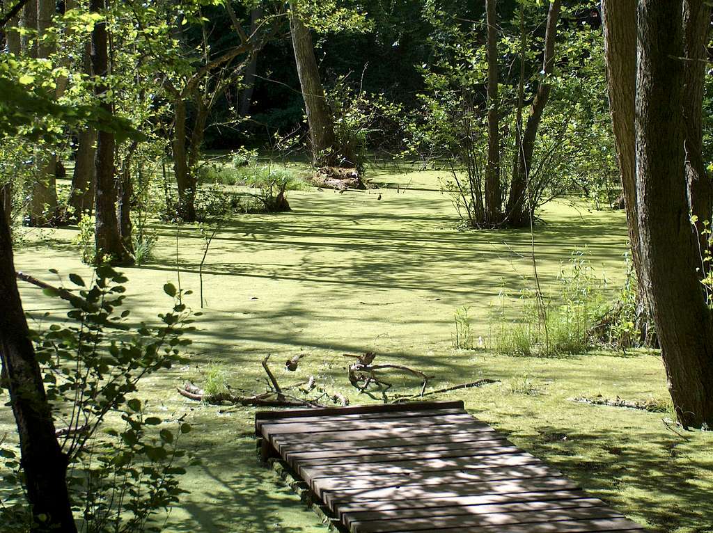 Hertaburg marshes in Jasmund national park