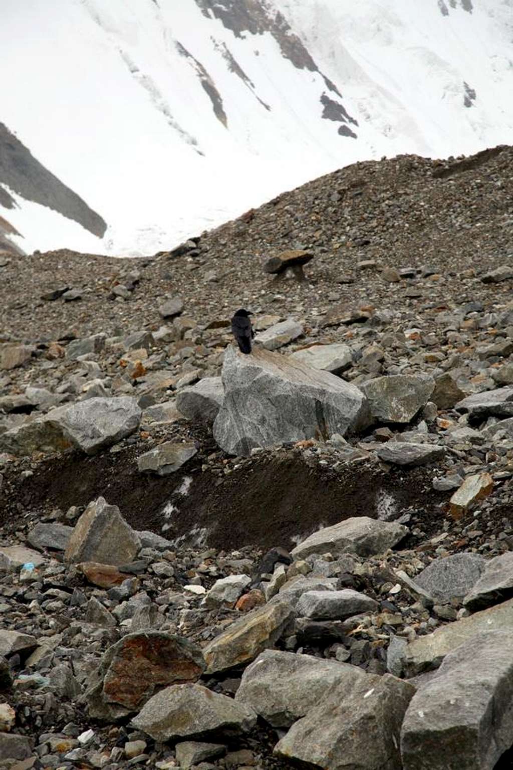 A crow at Concordia