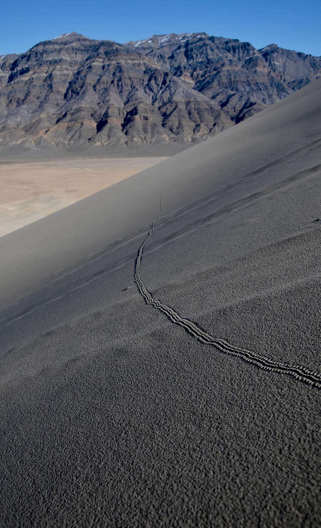 Beetle Tracks