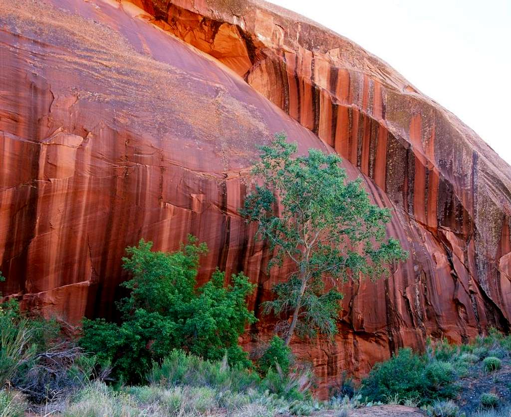 Tree in Neon Canyon