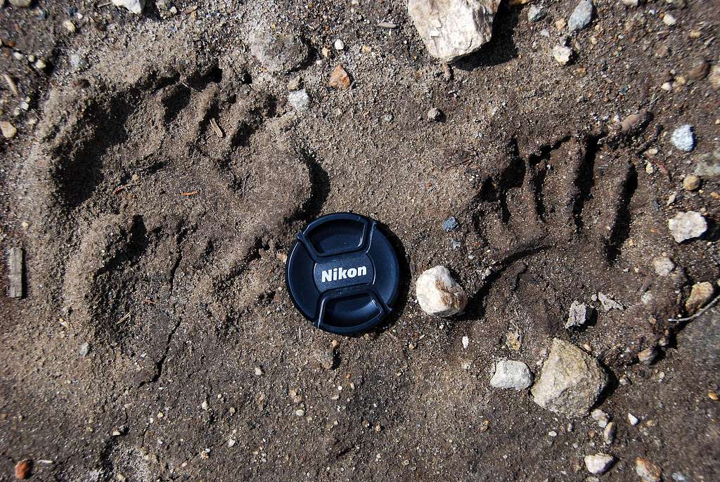 Black Bear Print