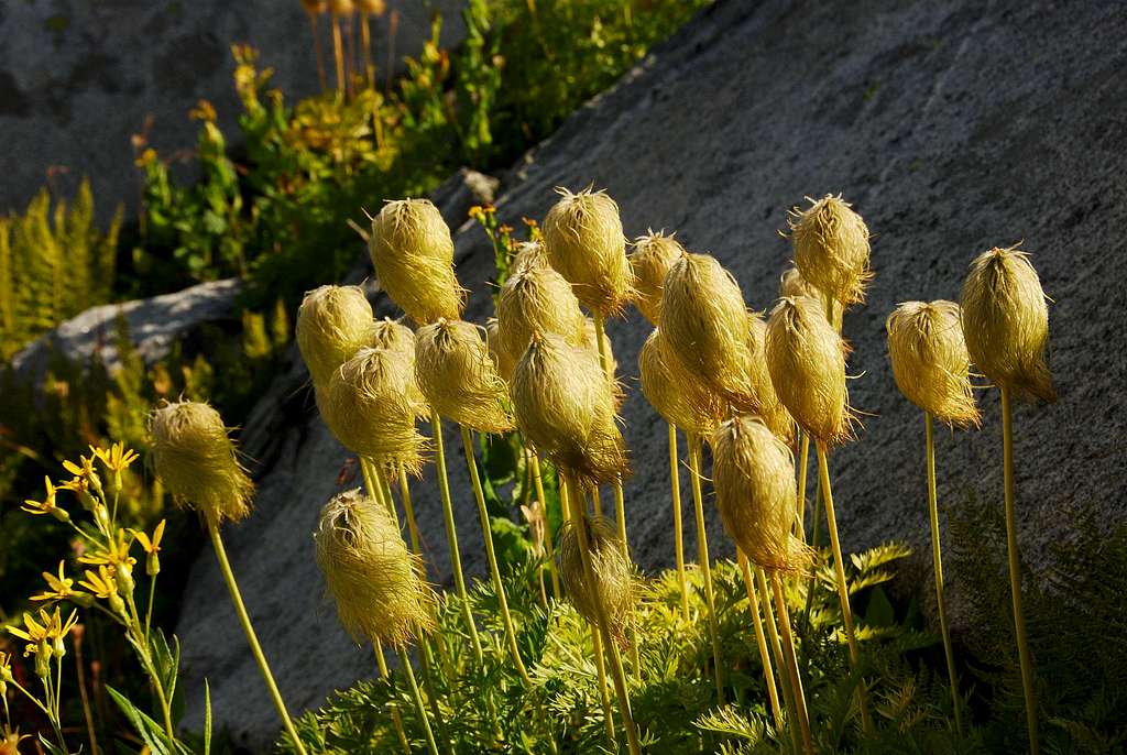 Pasque Flower Seed-Heads