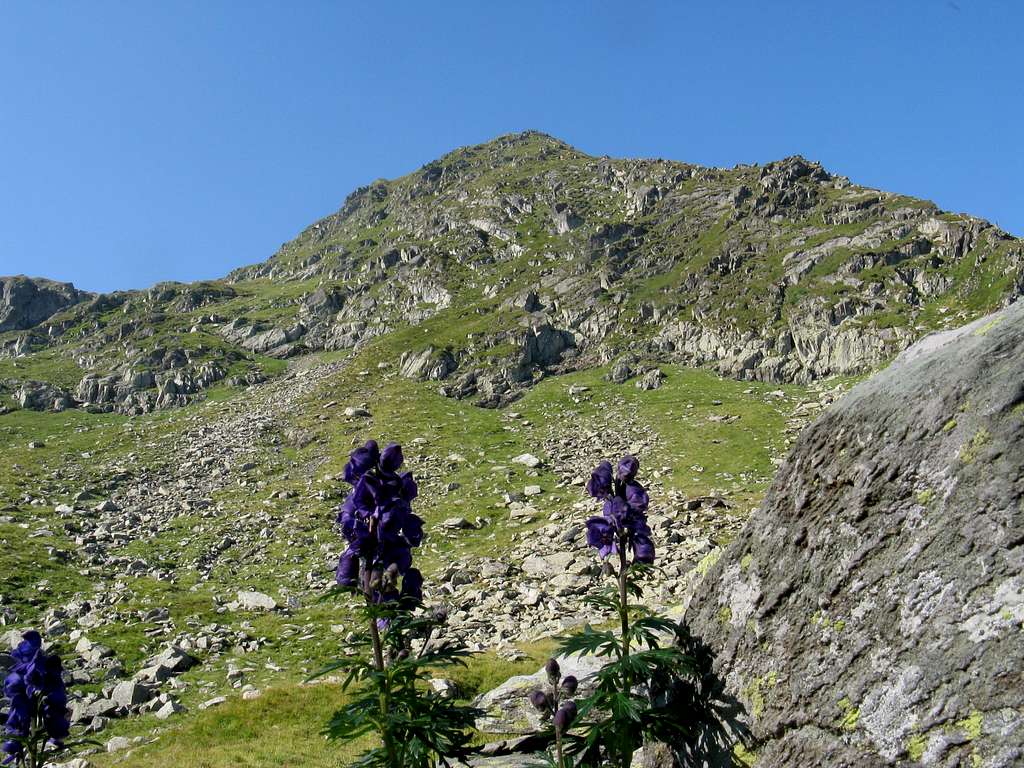 Aconite and Arpaşu Mic (2460m)
