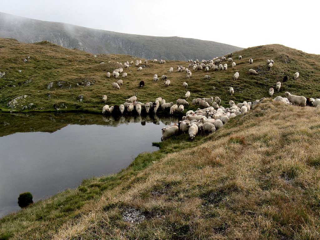 A flock of sheep near Mioarelor lake