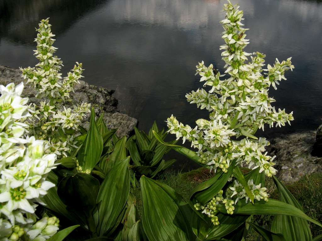 European white hellebore