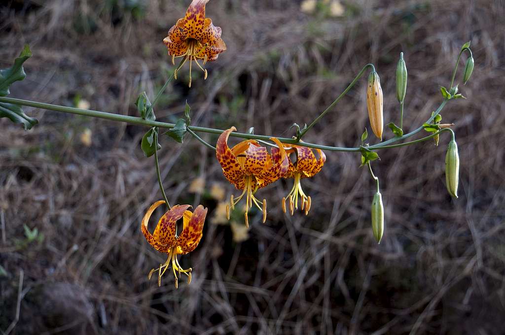 Humboldt Lily (<i>Lilium humboldtii</i>) 