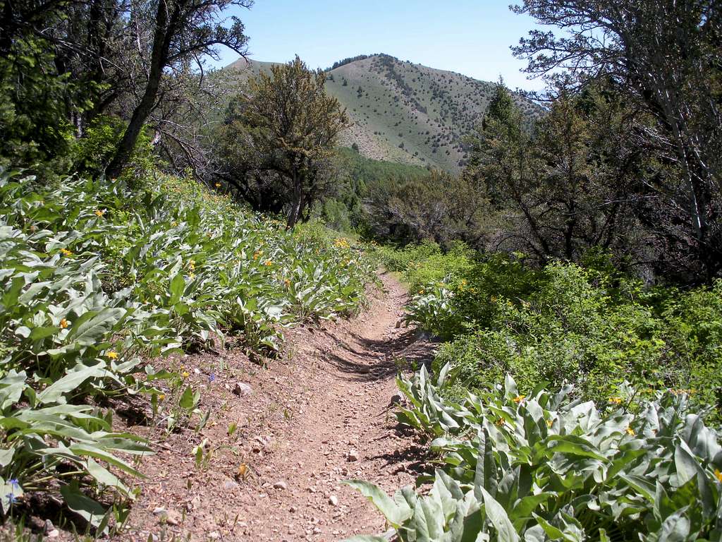 Stansbury Front Trail