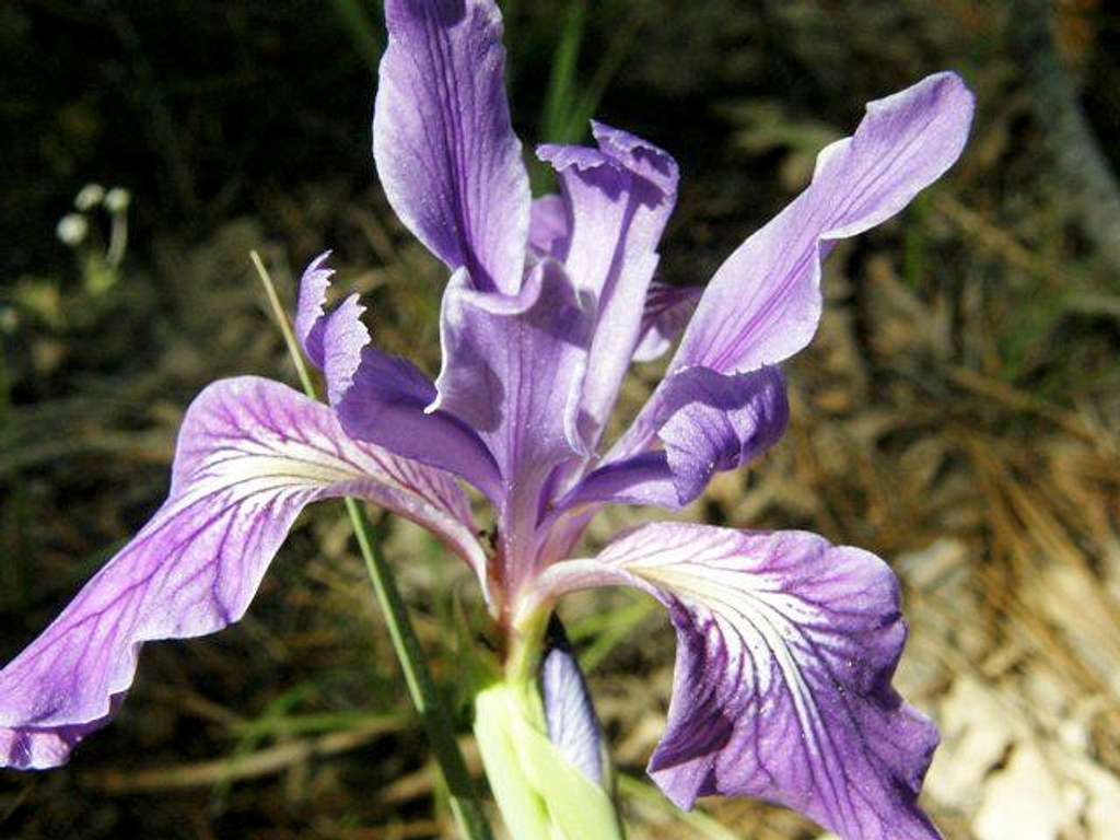 Iris