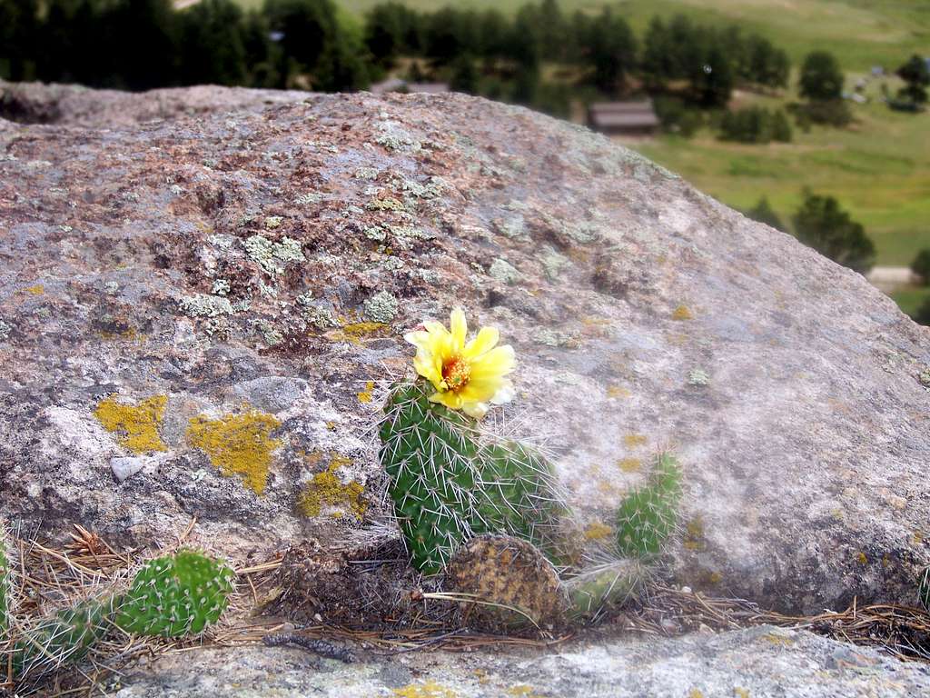 Prickly Pear on Rock