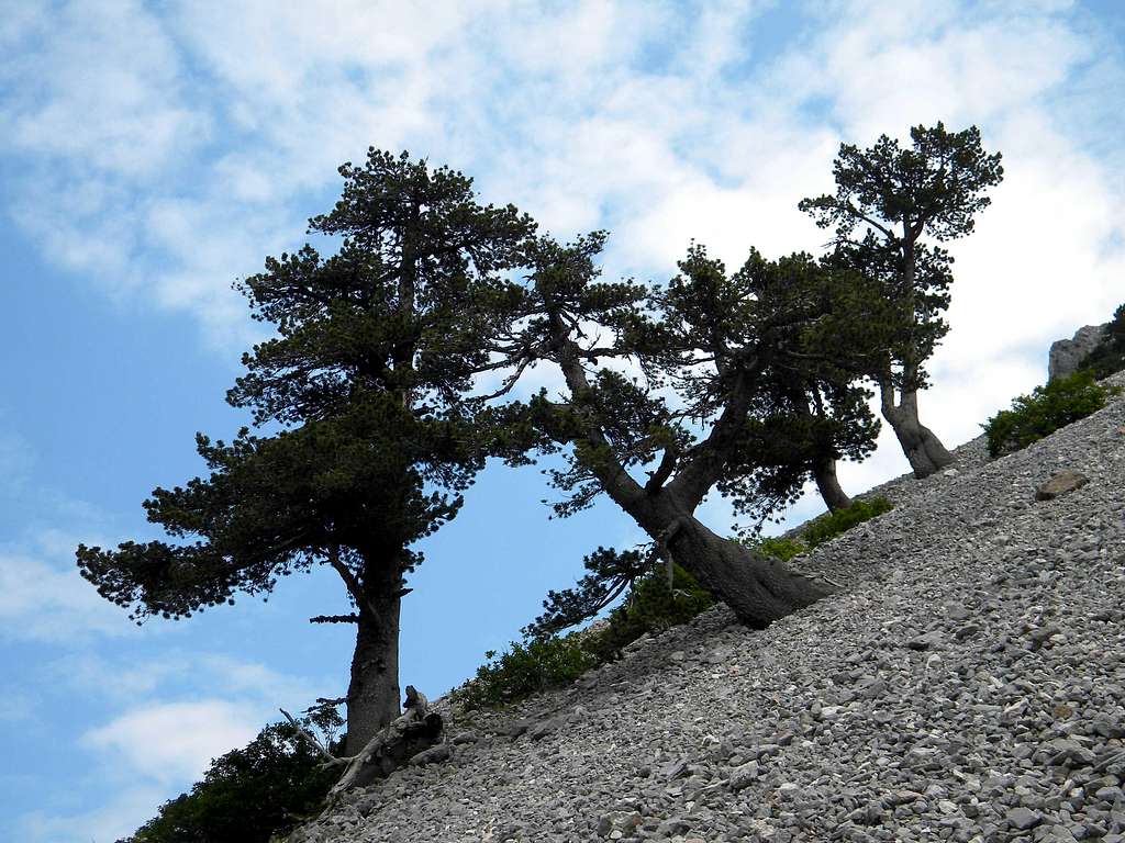 Munika (Pinus heldreichii)