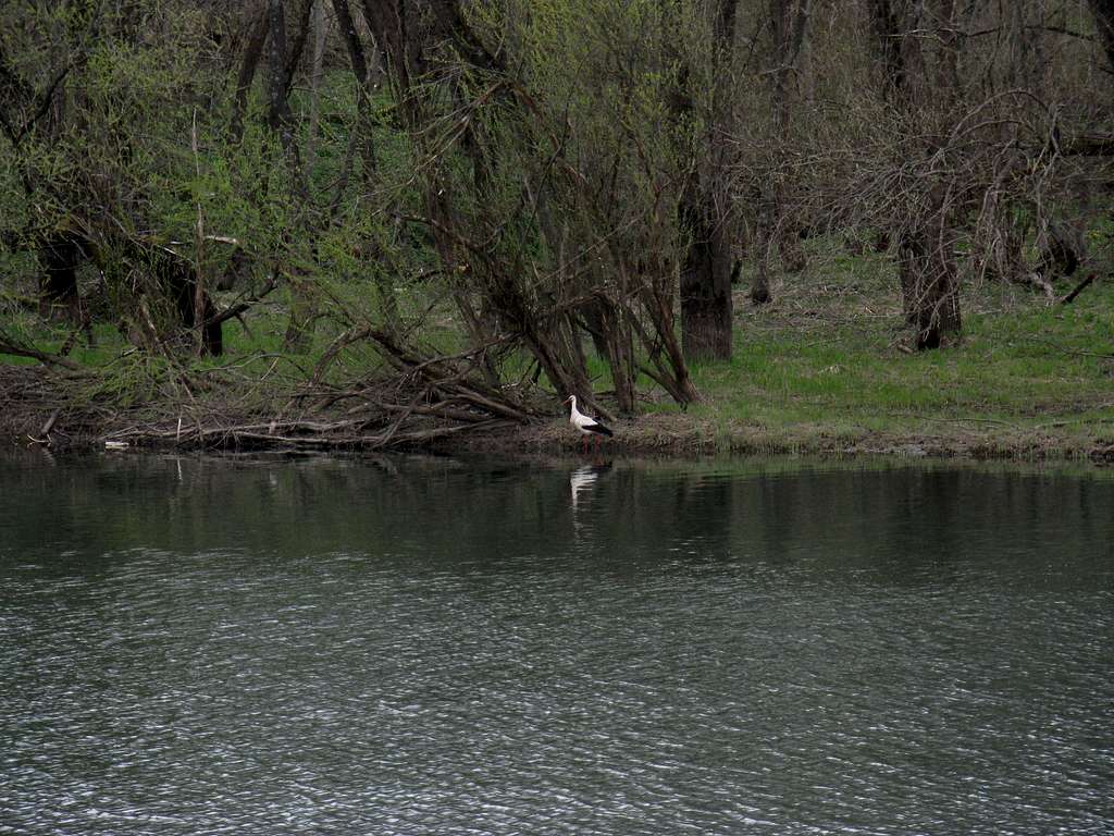White stork in San river