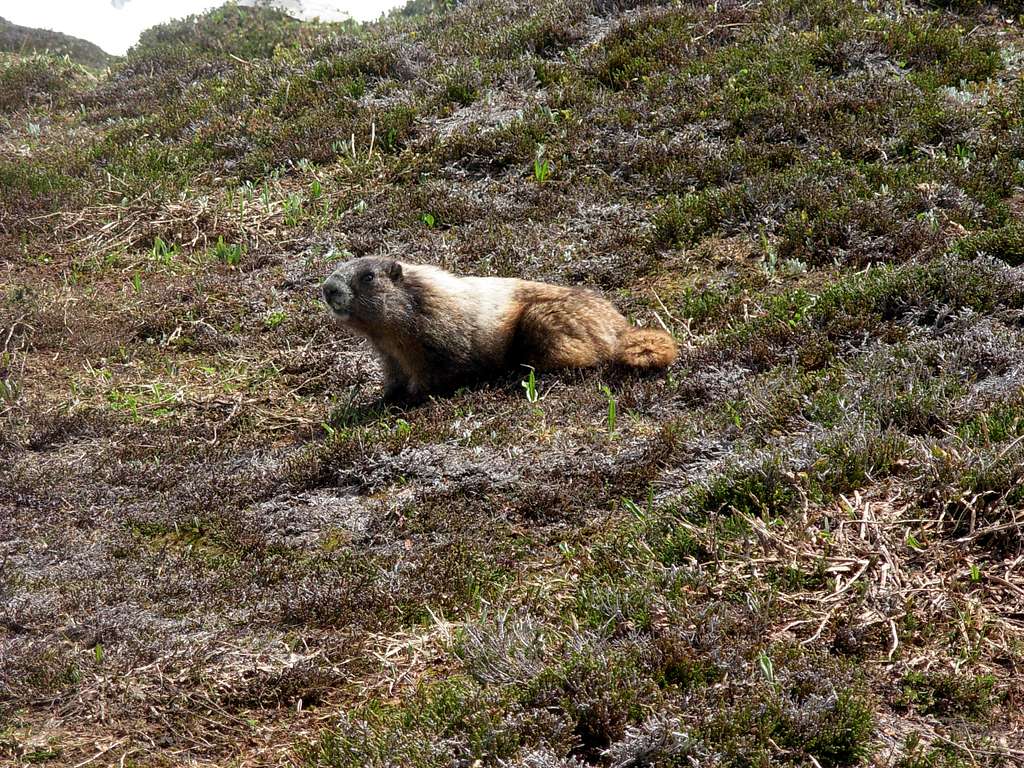 Marmot On Sahale Arm...