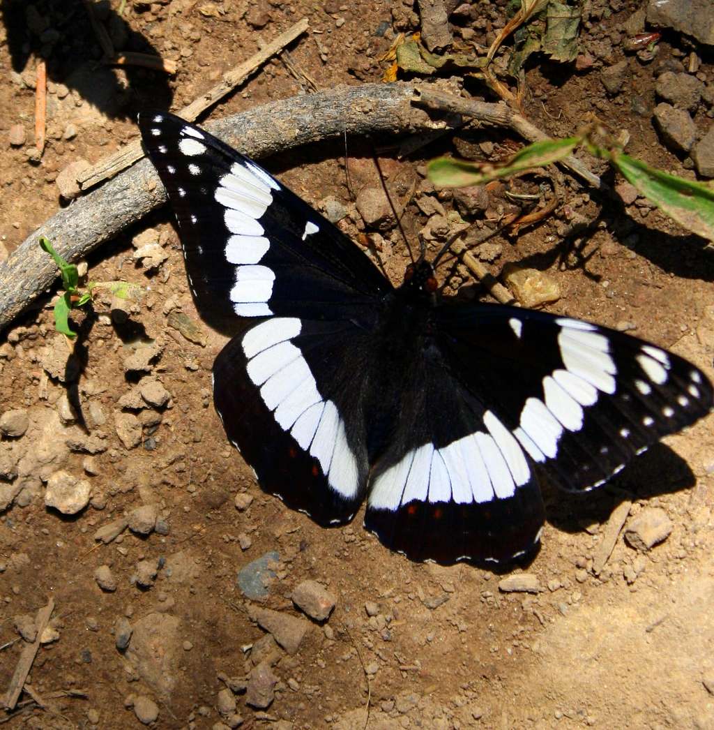 A Black and White Butterfly