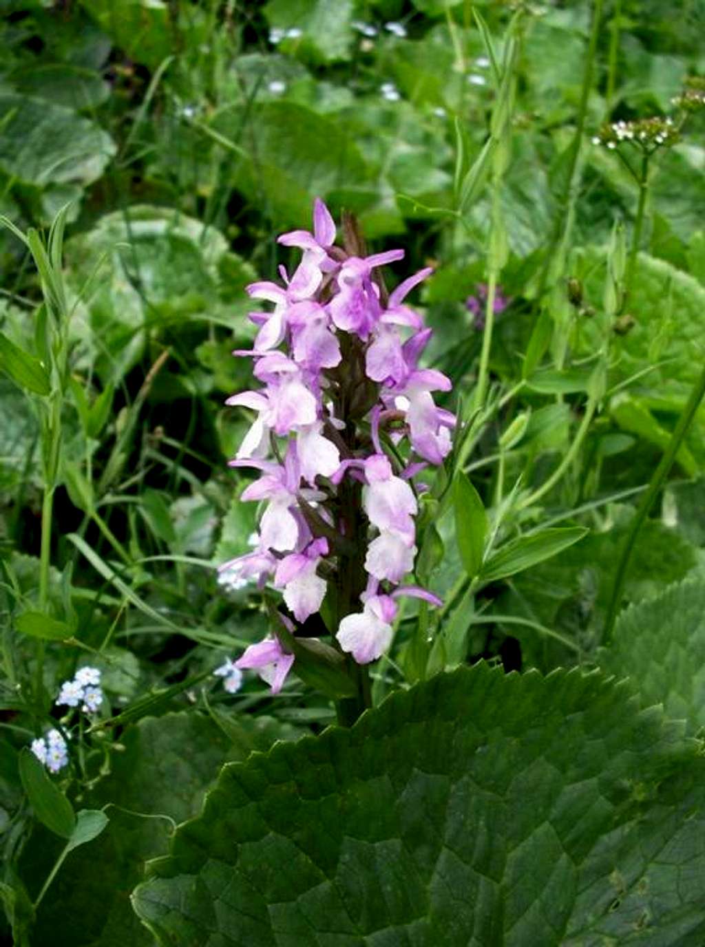 Common Spotted Orchid...