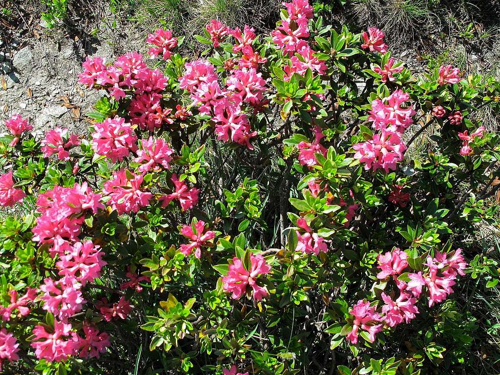 Alpine Rhododendrons or 
