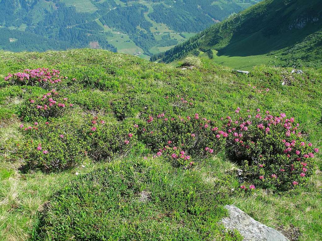 Alpine rhododendron bushes between Stubnerkogel and Zittrauer Tisch