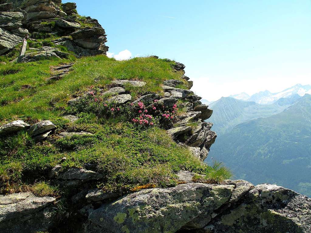 Alpine rhododendrons on the Zittrauer Tisch descent