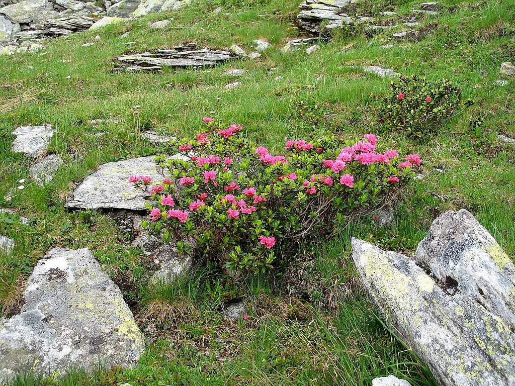 Alpine rhododendron bush
