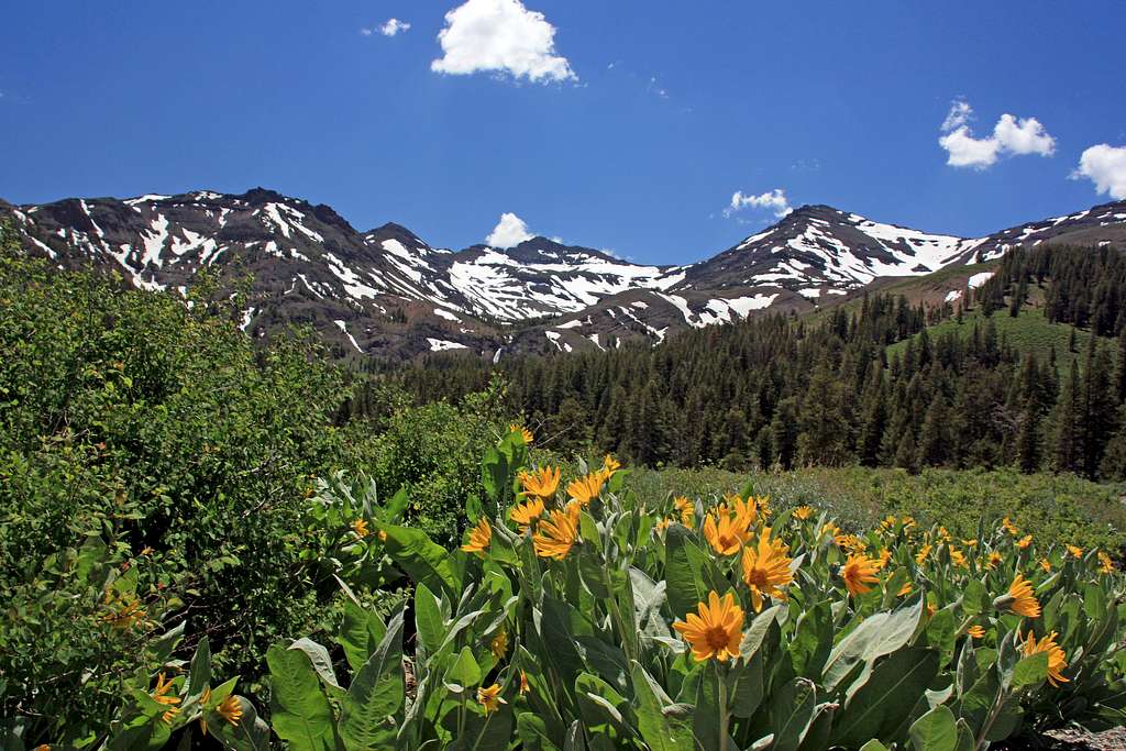 Sierra Crest east of Sonora Pass