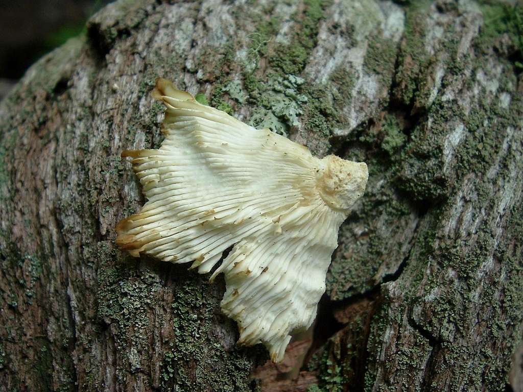 White Fungus on Log Near Summit