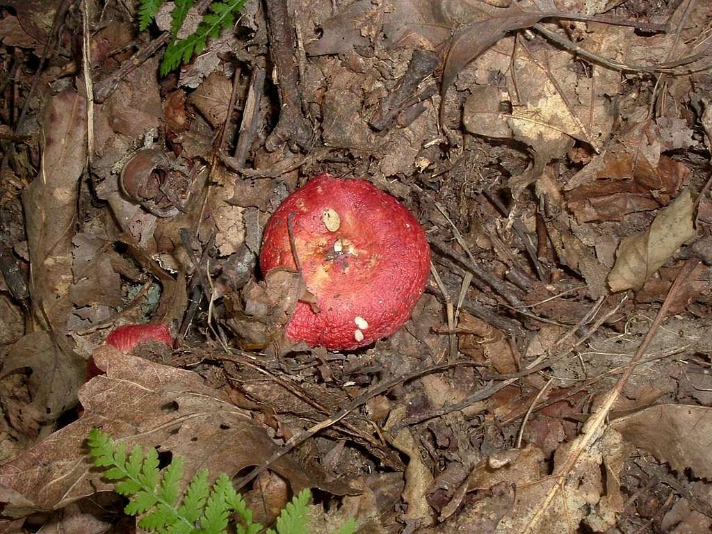 Red Mushroom on Thomas Divide Trail