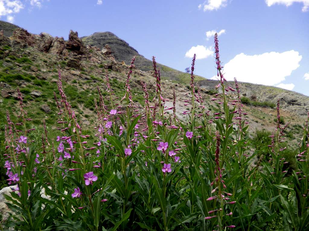 Spencer Basin Wildflowers