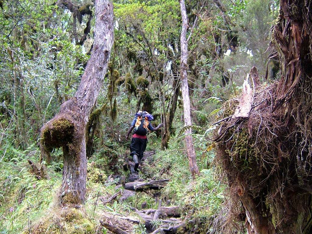 Heather Forest