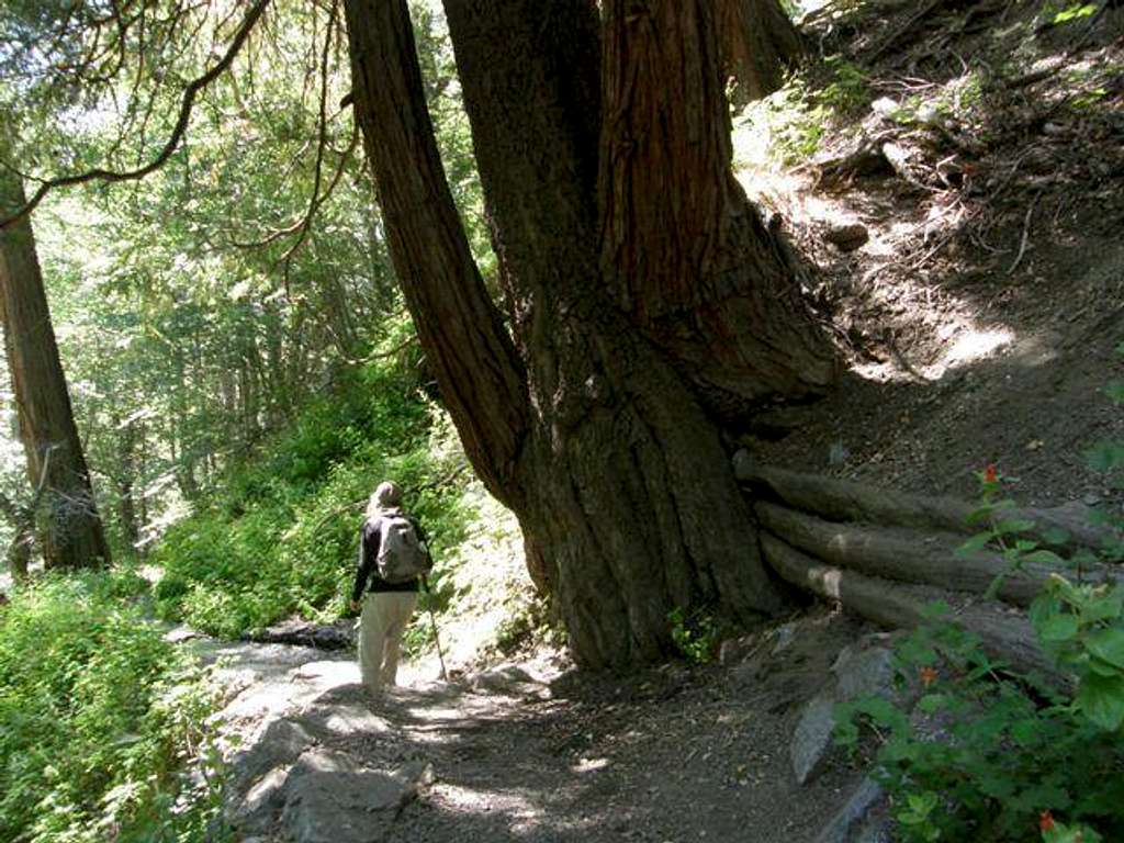 Cedars hugging giant Alder