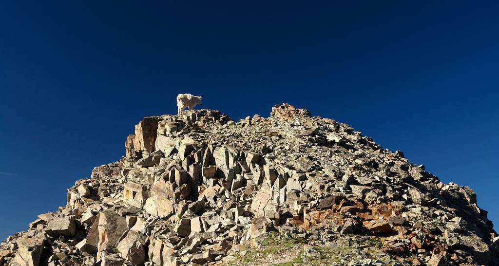 One of the local residents on the South Ridge of Maroon Peak