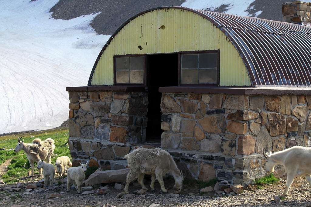 A Mountain Goat Family Checks out the Emerald Lake Shelter