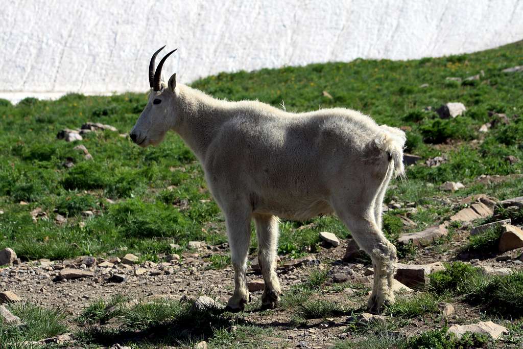 A Mountain Goat Close Up