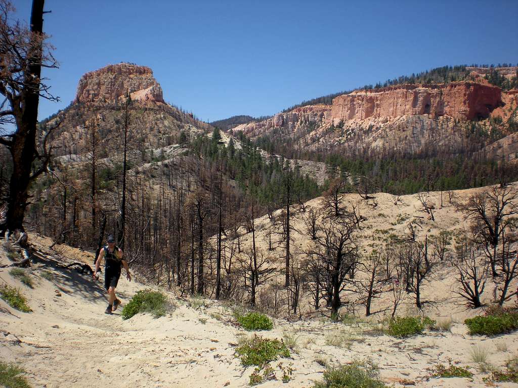 Coming out of the burned forest