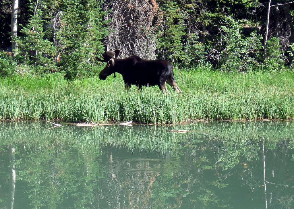 Utah moose
