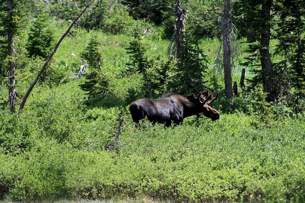 A Big Bull Moose at Dog Lake