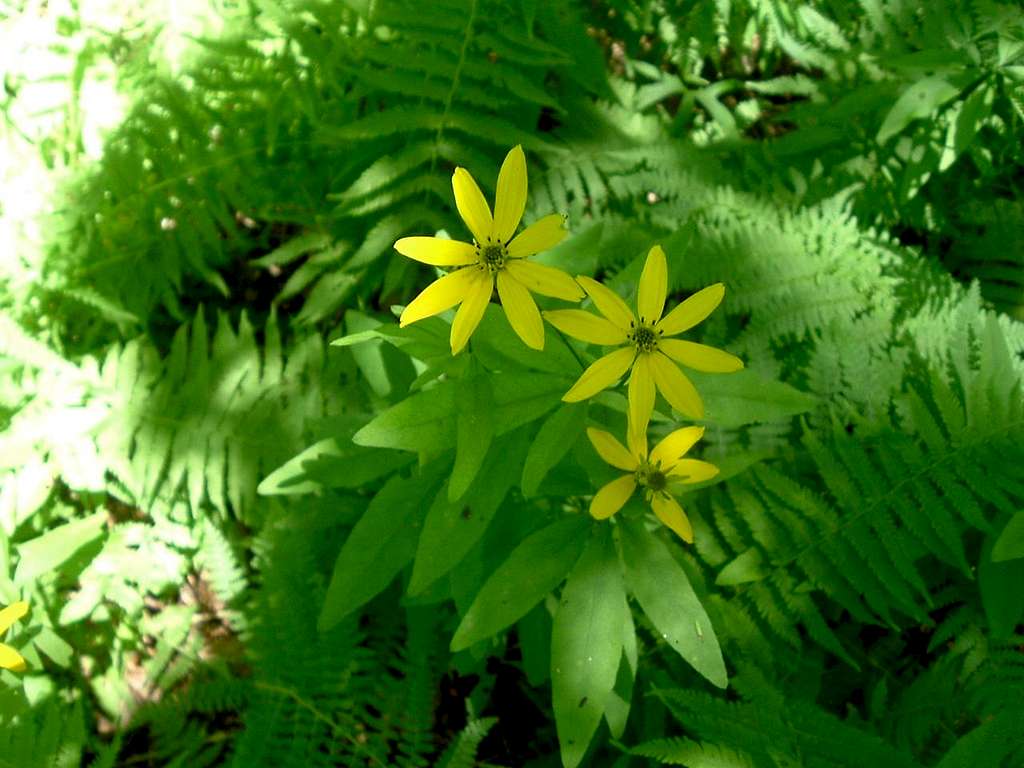 Yellow Flower on Thomas Ridge