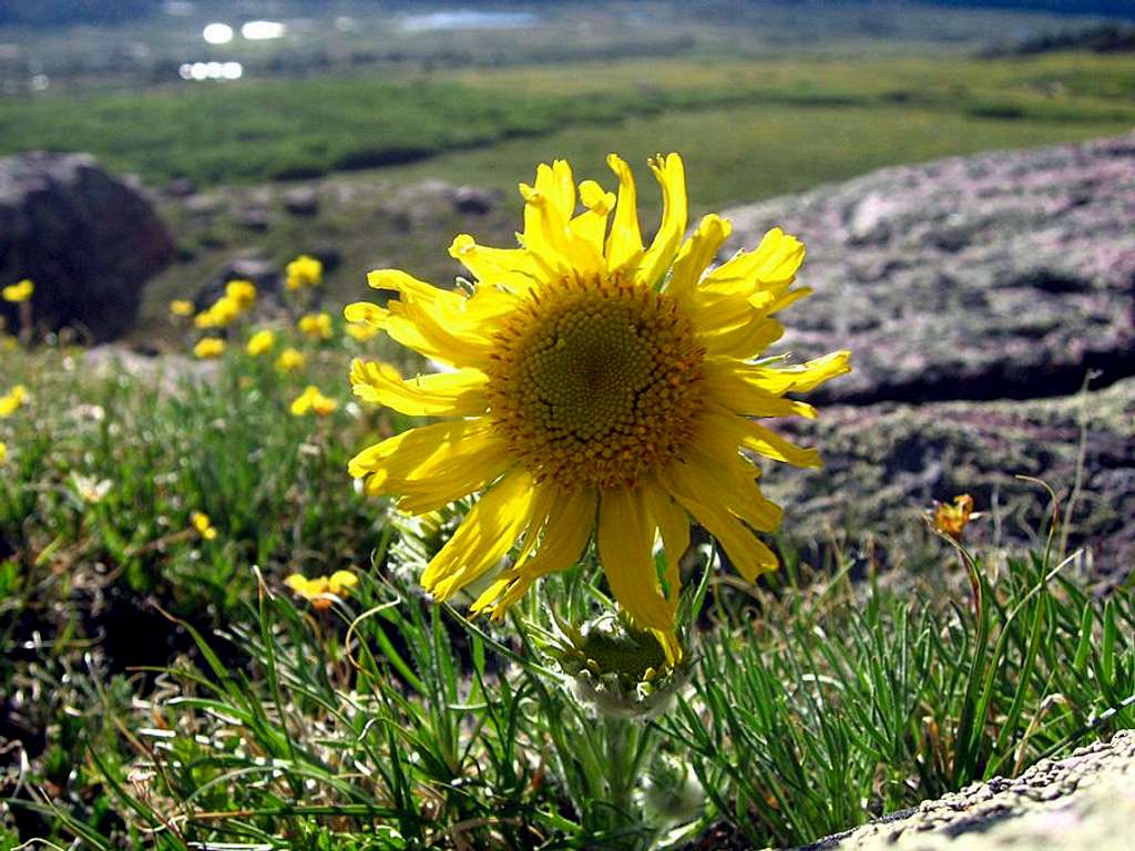 Sunflower in the High Uintas