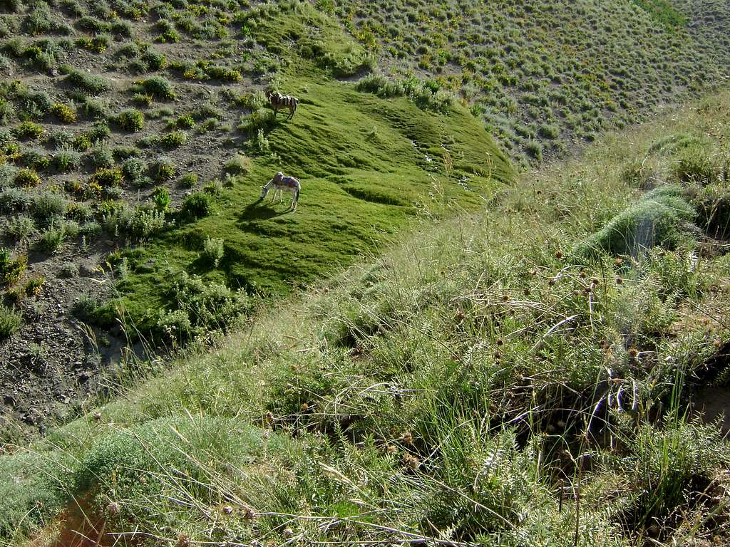 Grazing horses