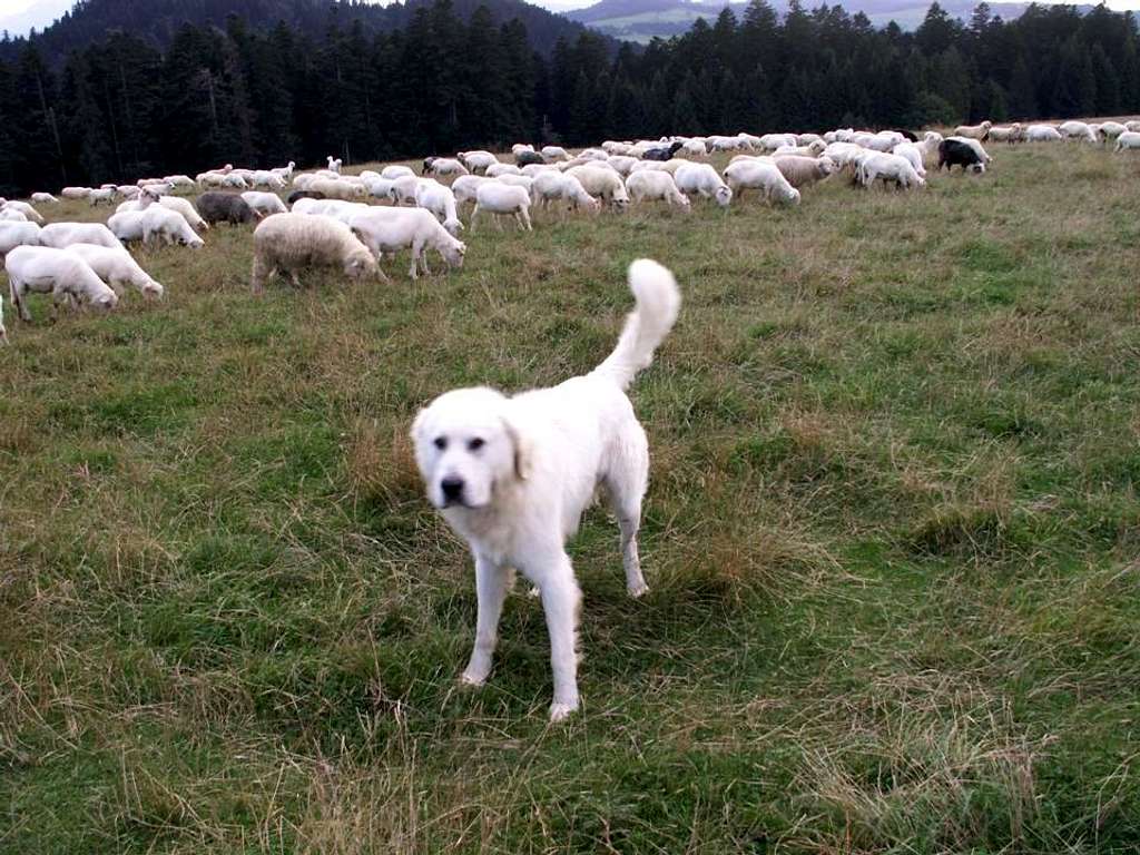 Tatra sheep-dog...