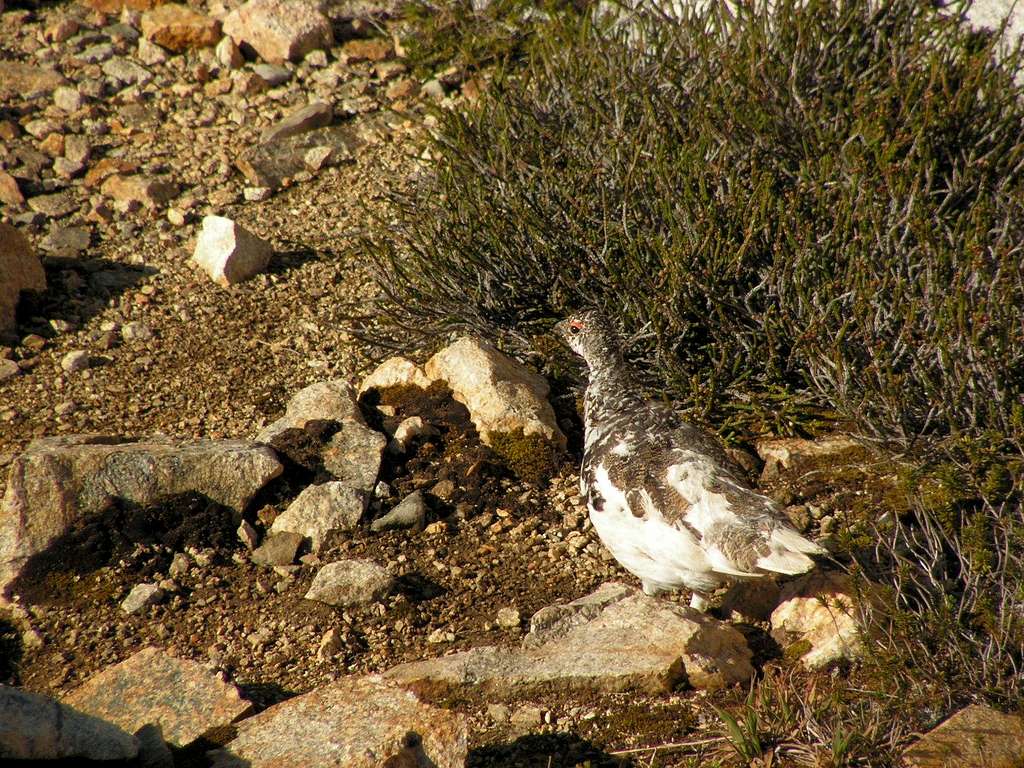 Ptarmigin changing feathers