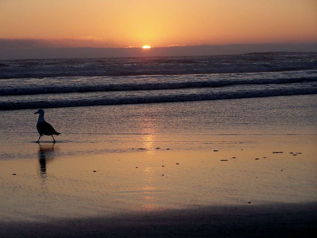 Orgeon Sunset with a Seagull