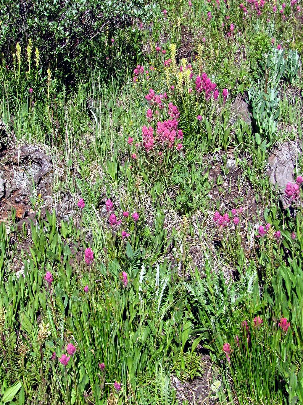 On Tabor Creek Trail