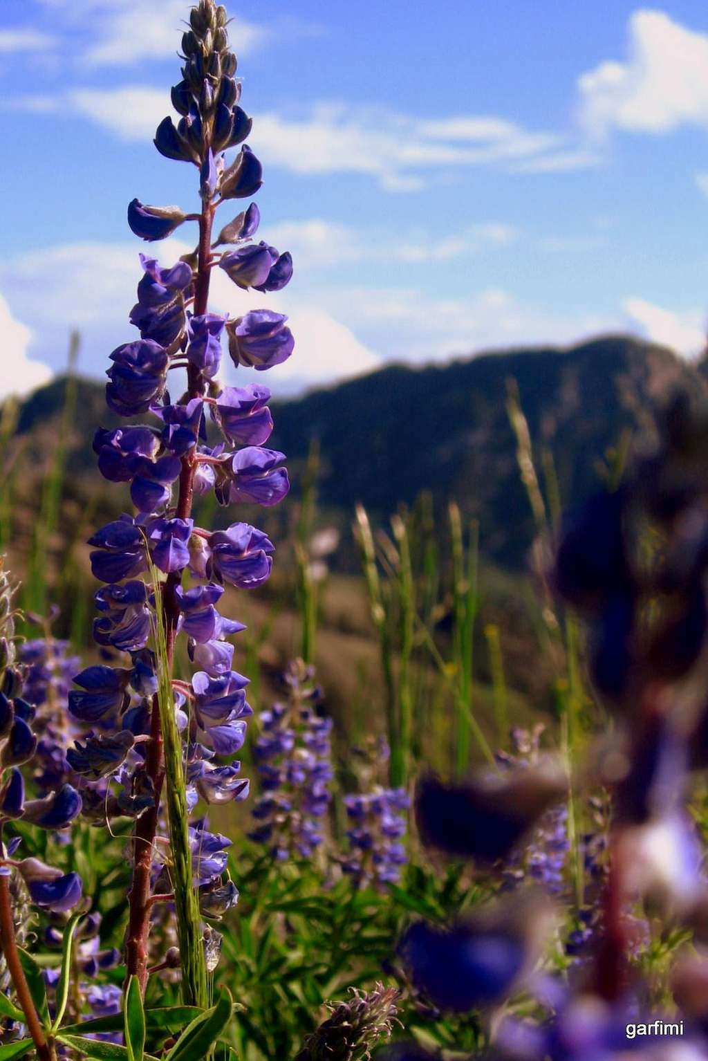 Alpine Flowers 