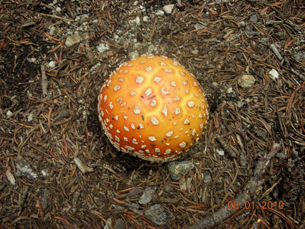Colorful Mushroom