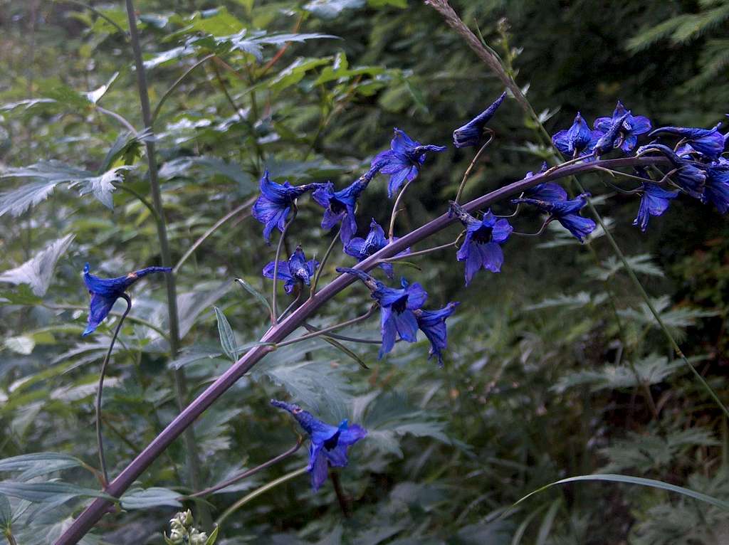 Beautiful blue flowers, Delphinium Mix...