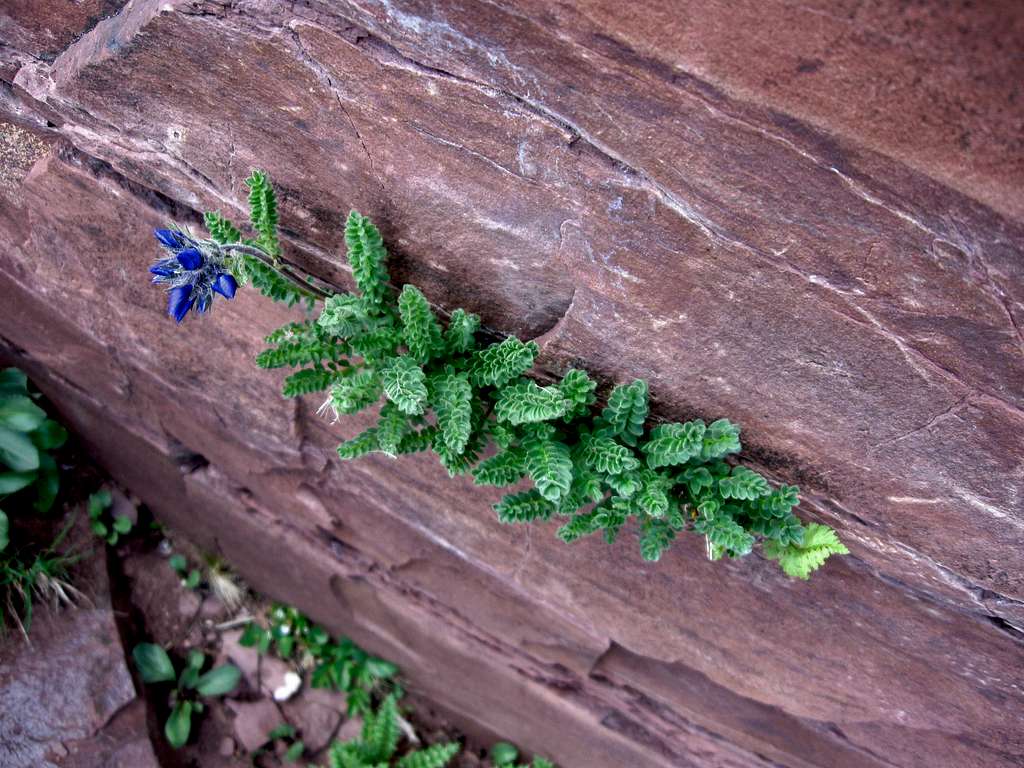 Purple flowers